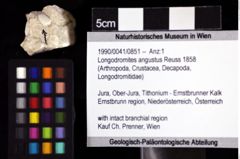 Foto (Objket + Etiketten) von Longodromites angustus (Reuss 1858) 